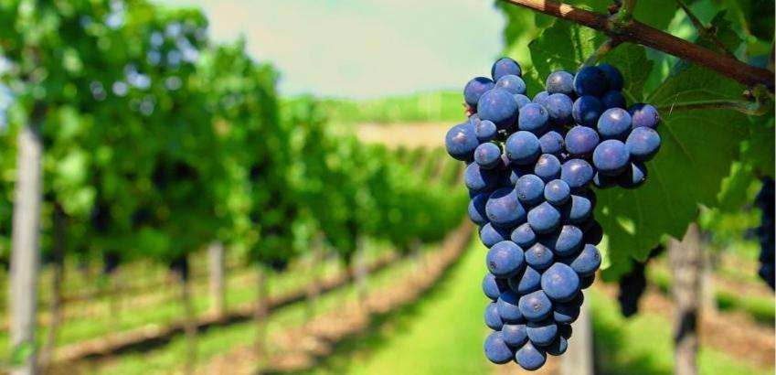 Casa Rural Ardetxal A 16Km De Logrono Y Laguardia Vinaspre エクステリア 写真