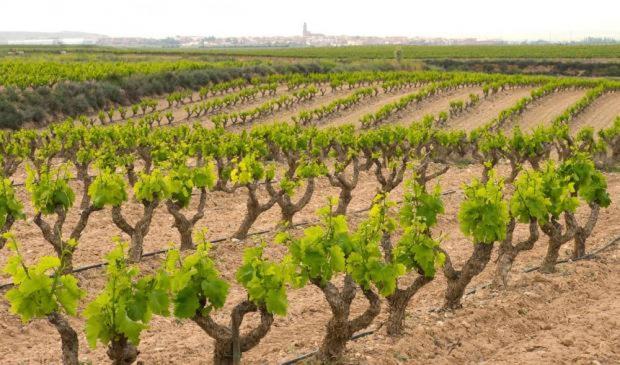 Casa Rural Ardetxal A 16Km De Logrono Y Laguardia Vinaspre エクステリア 写真